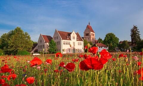Blick über eine rot blühende Mohnwiese, im Hintergrund das Münster und das Fuggerhaus auf der Insel Reichenau.