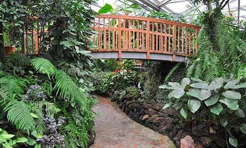 Brücke im Schmetterlingshaus der Insel Mainau umgeben von grünen Pflanzen